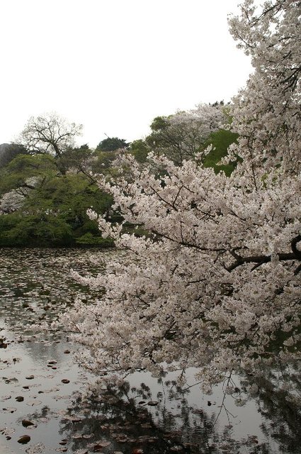 20070401_shinjukugyoen_010